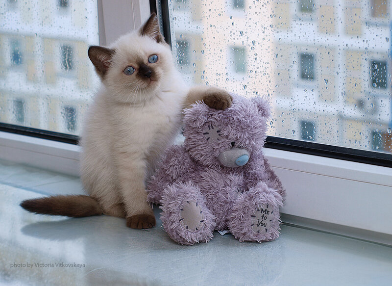 Ragdoll Kitten with Teddy Bear