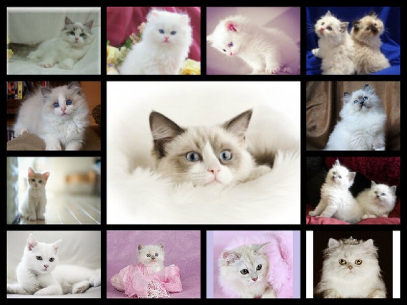 Ragdoll Kittens Collage