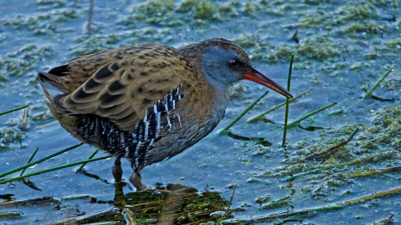 Rail bird in shallow water