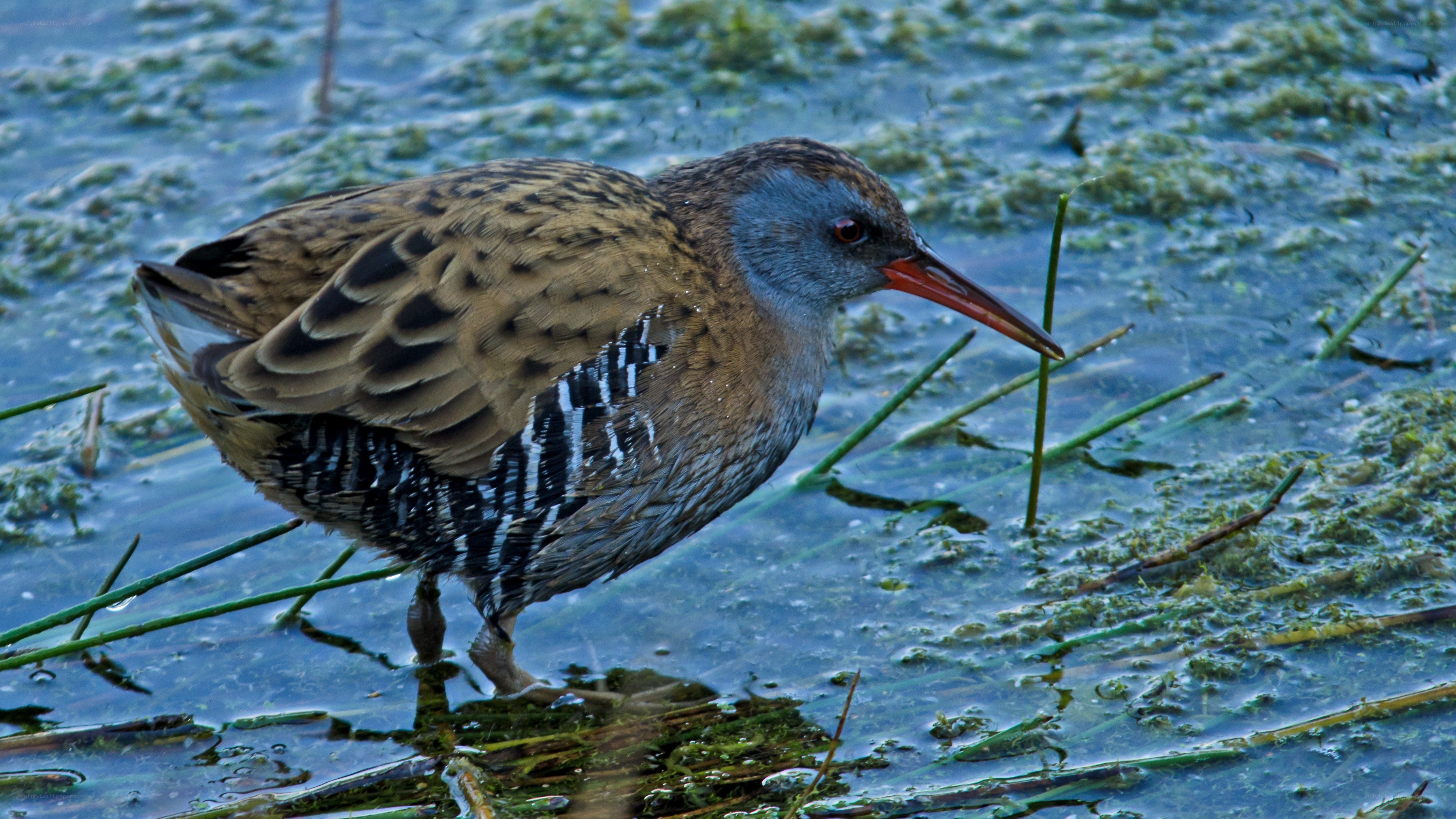 Rail bird in shallow water