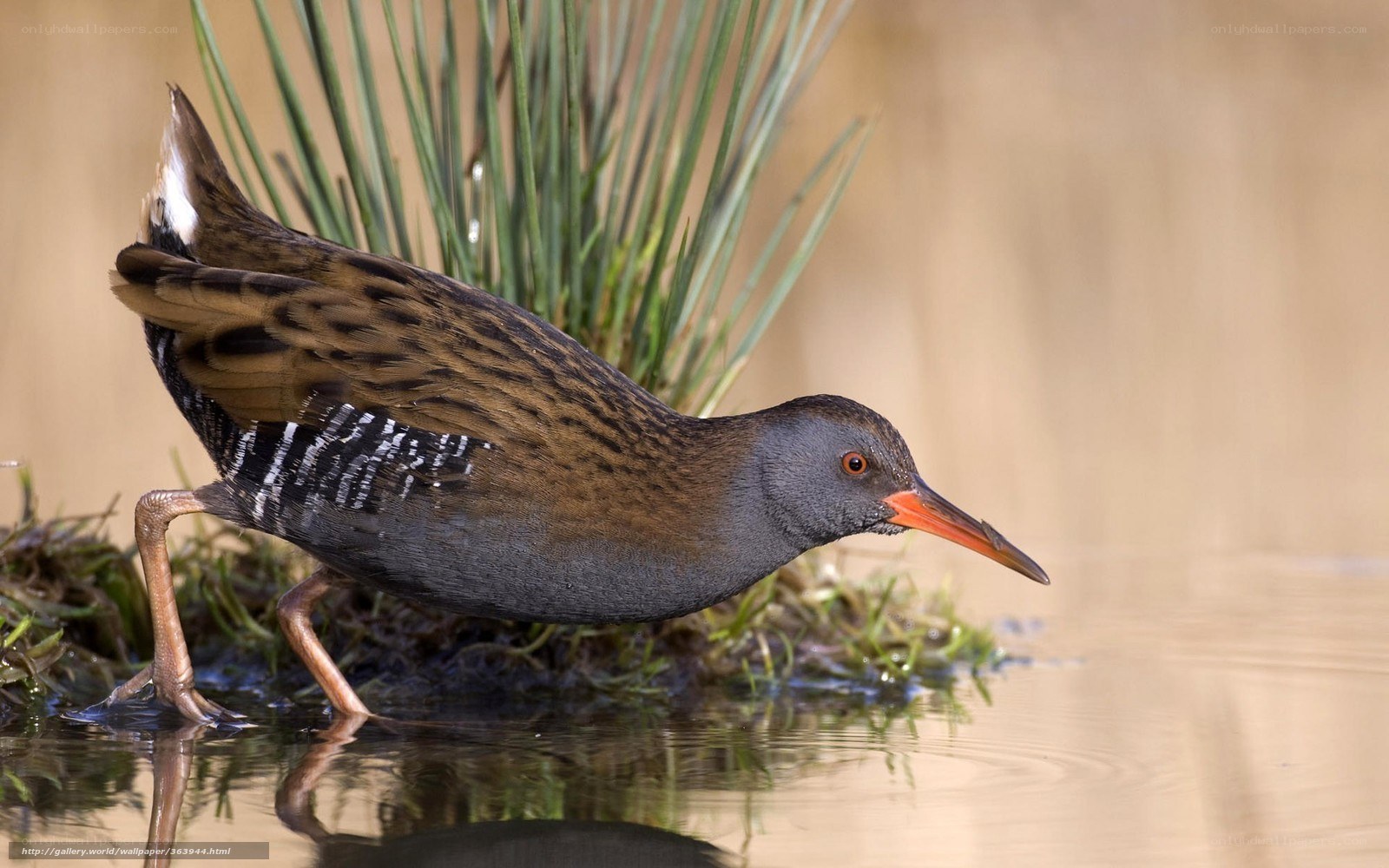 Rail bird in wetland