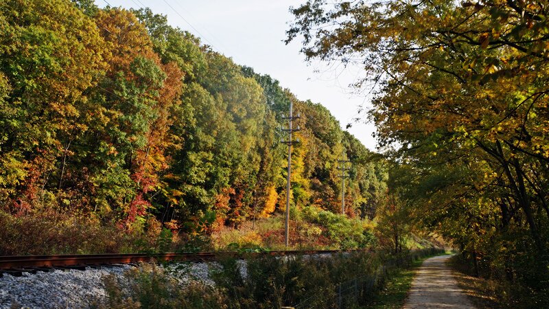 Railroad Track in Forest — Green