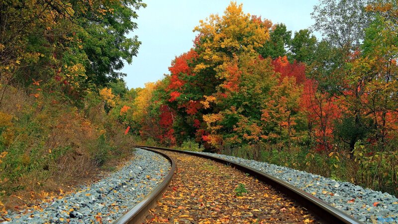 Railroad Track in Forest — Red
