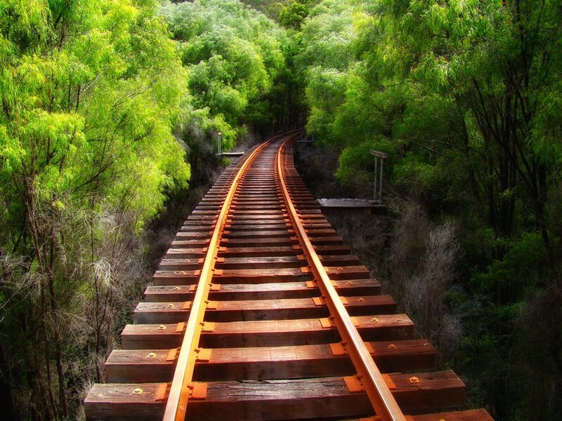 Railroad Track in Forest