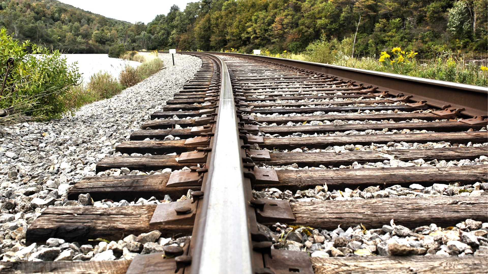 Railroad tracks in a forest