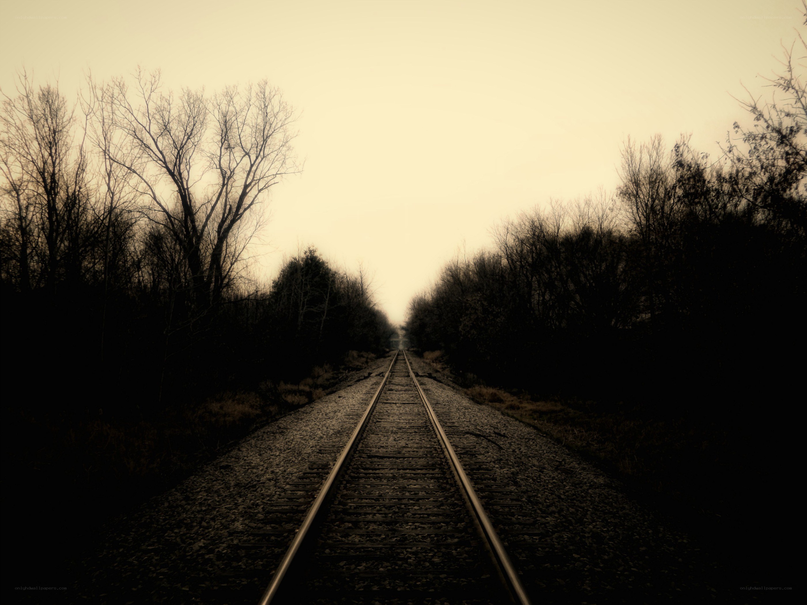 railroad tracks in a forest