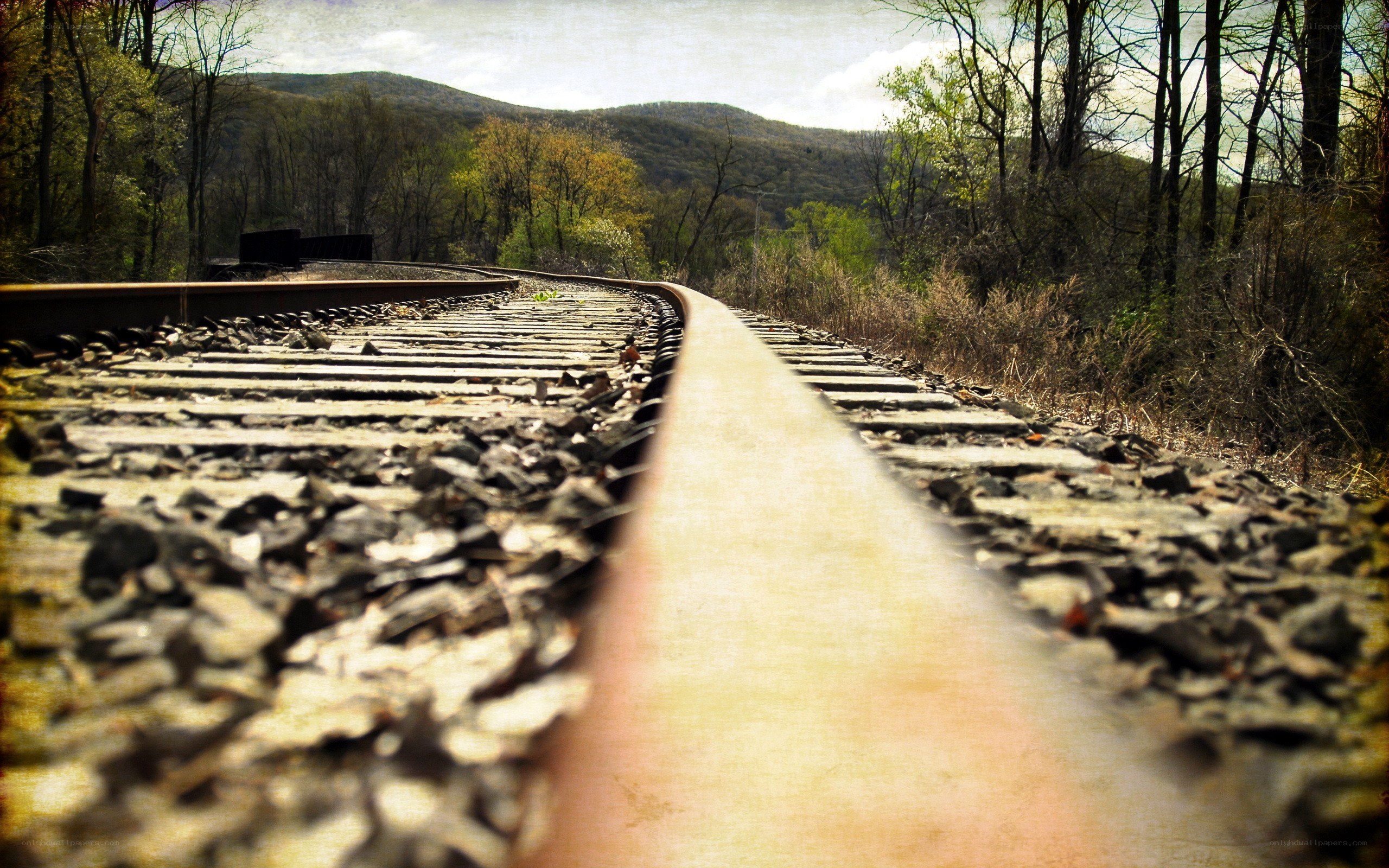 Railroad tracks in a forest