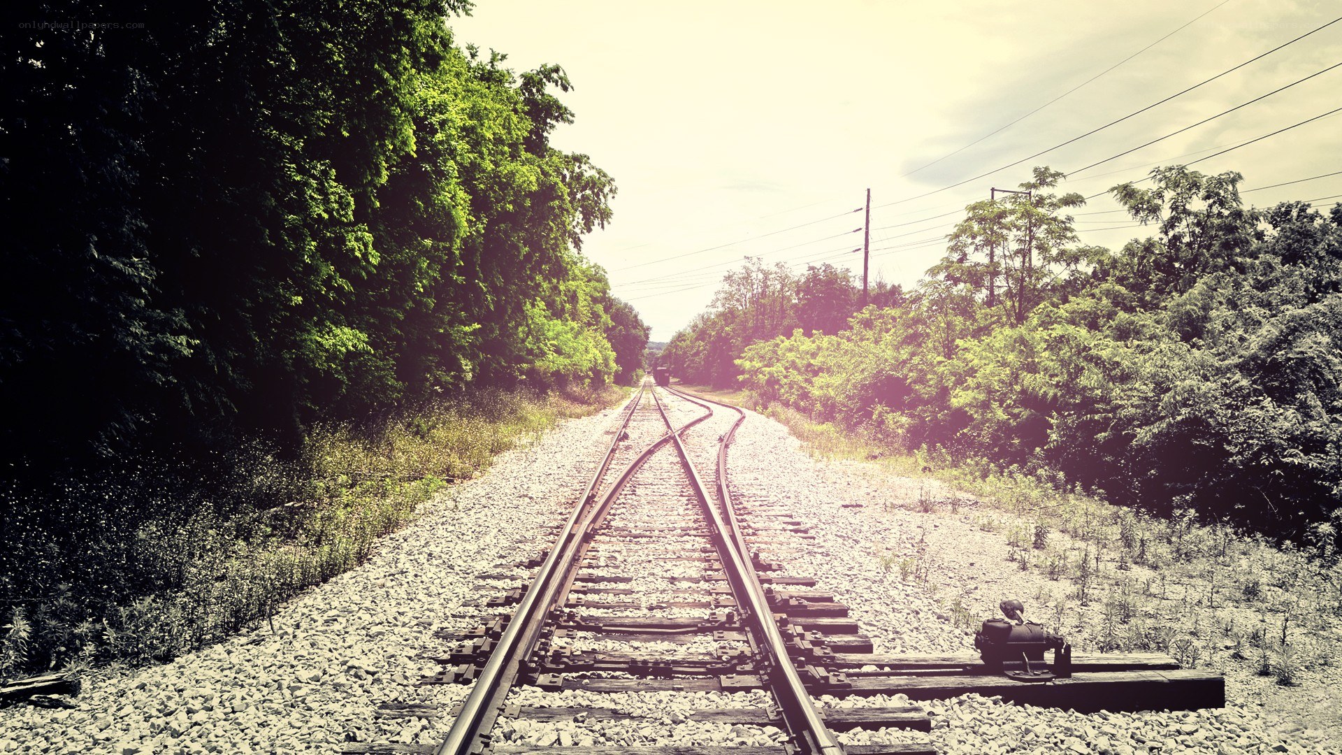 railroad tracks in a forest