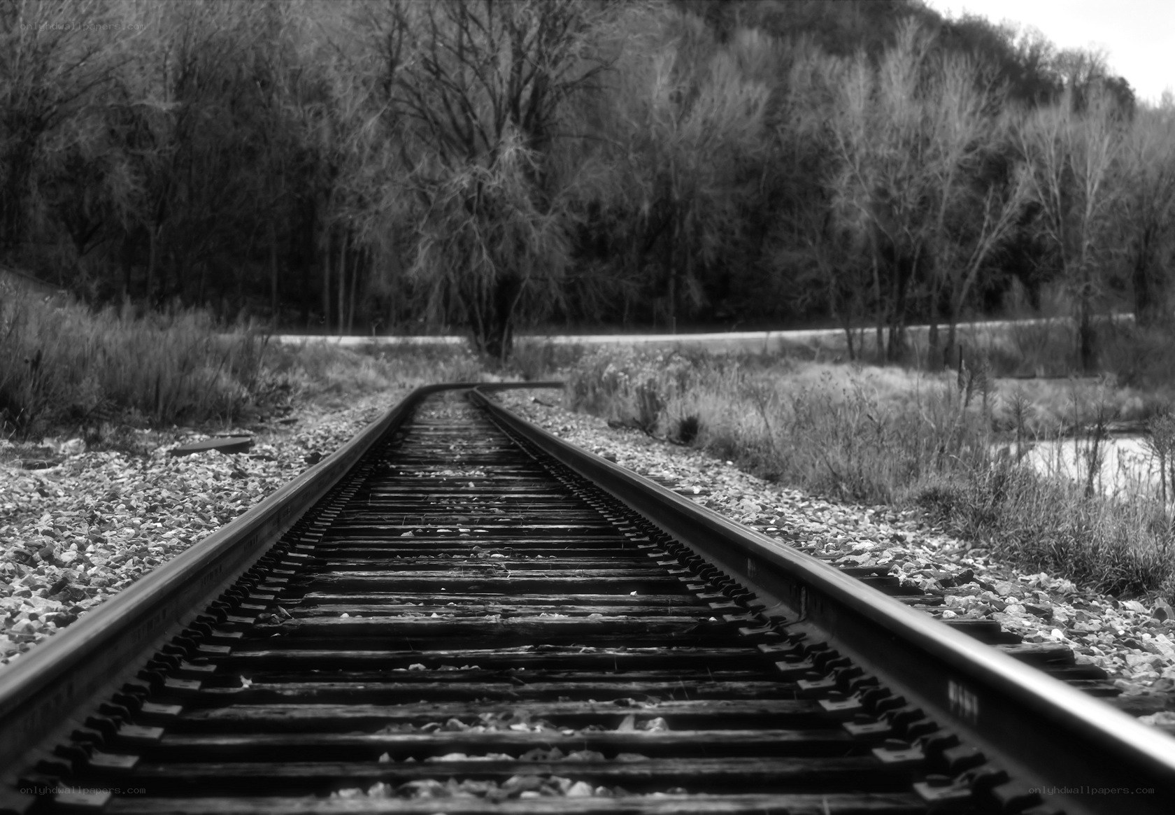 railroad tracks in a forest