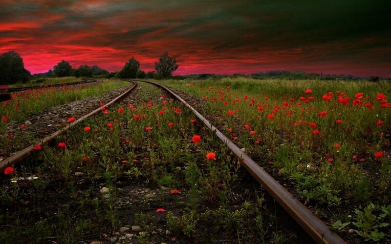 Railroad Tracks in Field
