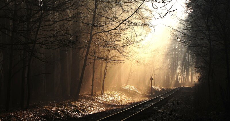 Railroad Tracks in Forest — Brown, Dramatic, Morning