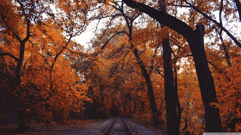 Railroad Tracks in Forest — Orange, Serene, Autumn, Photograph