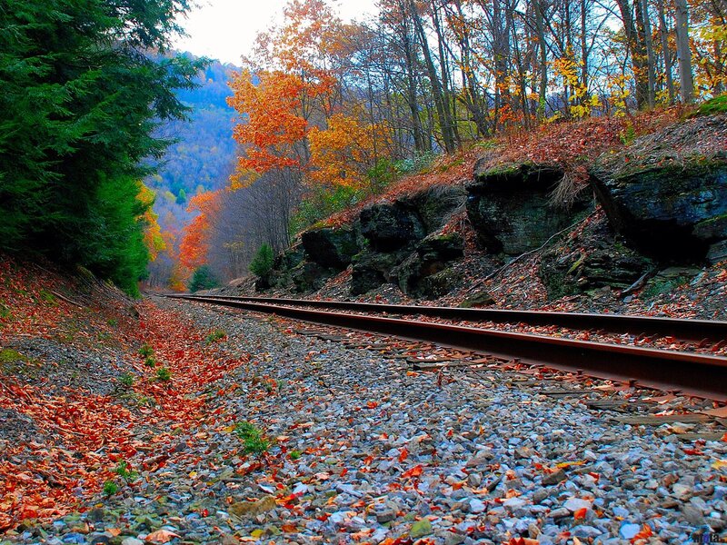 Railroad Tracks in Forest — Orange, Serene