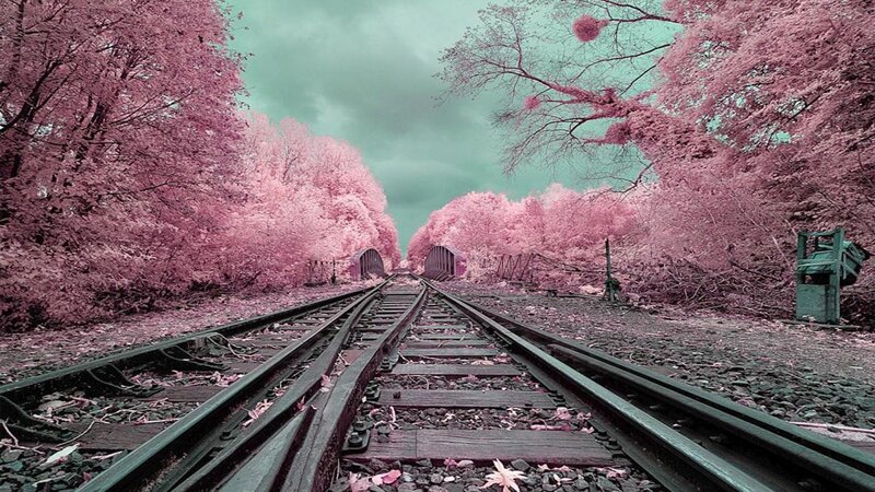 Railroad Tracks in Forest — Pink, Dreamy