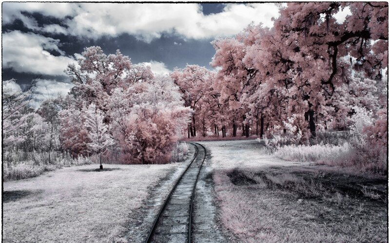 Railroad Tracks in Forest — Pink