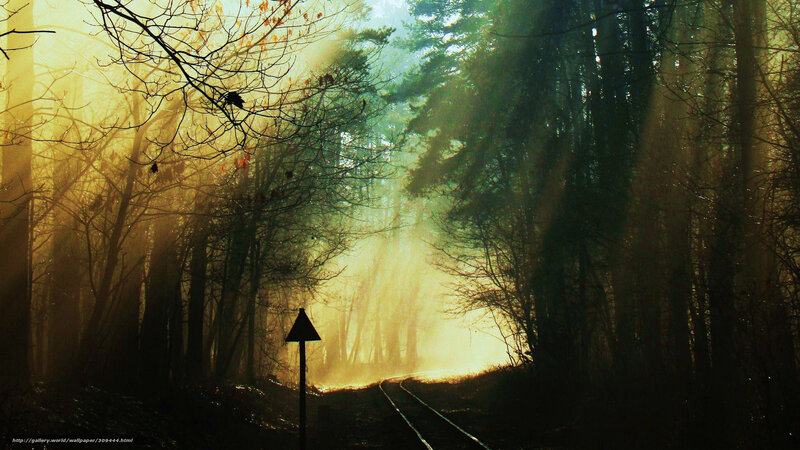 Railroad Tracks in Forest — Yellow, Dramatic