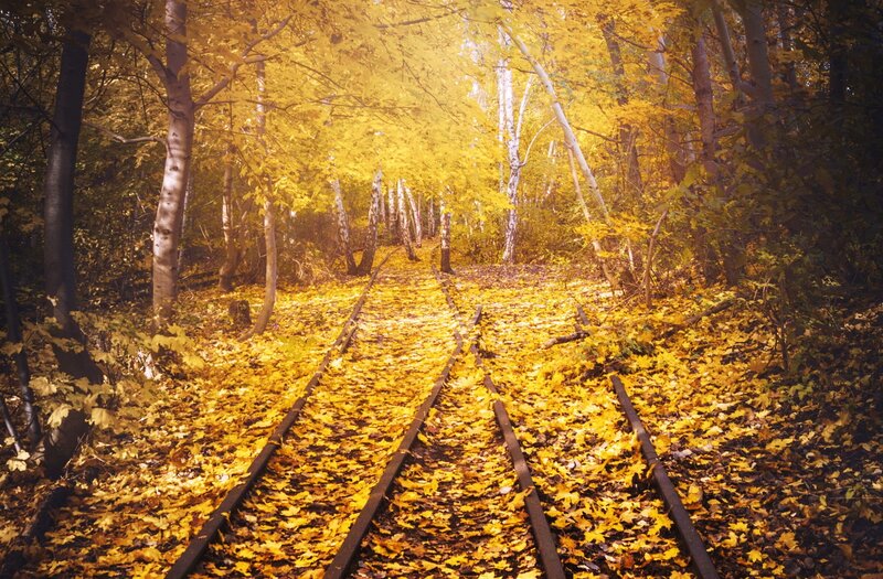 Railroad Tracks in Forest — Yellow, Serene, Autumn, Photograph, Trees, Leaves