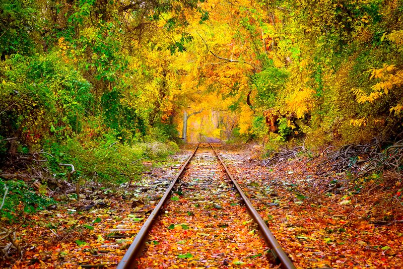 Railroad Tracks in Forest — Yellow, Serene