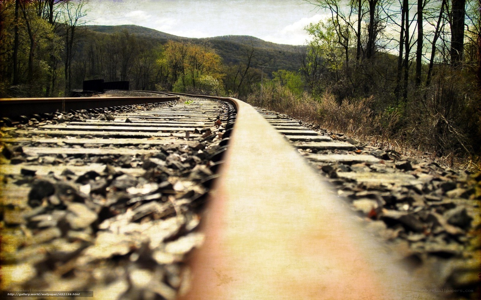 railroad tracks in forest