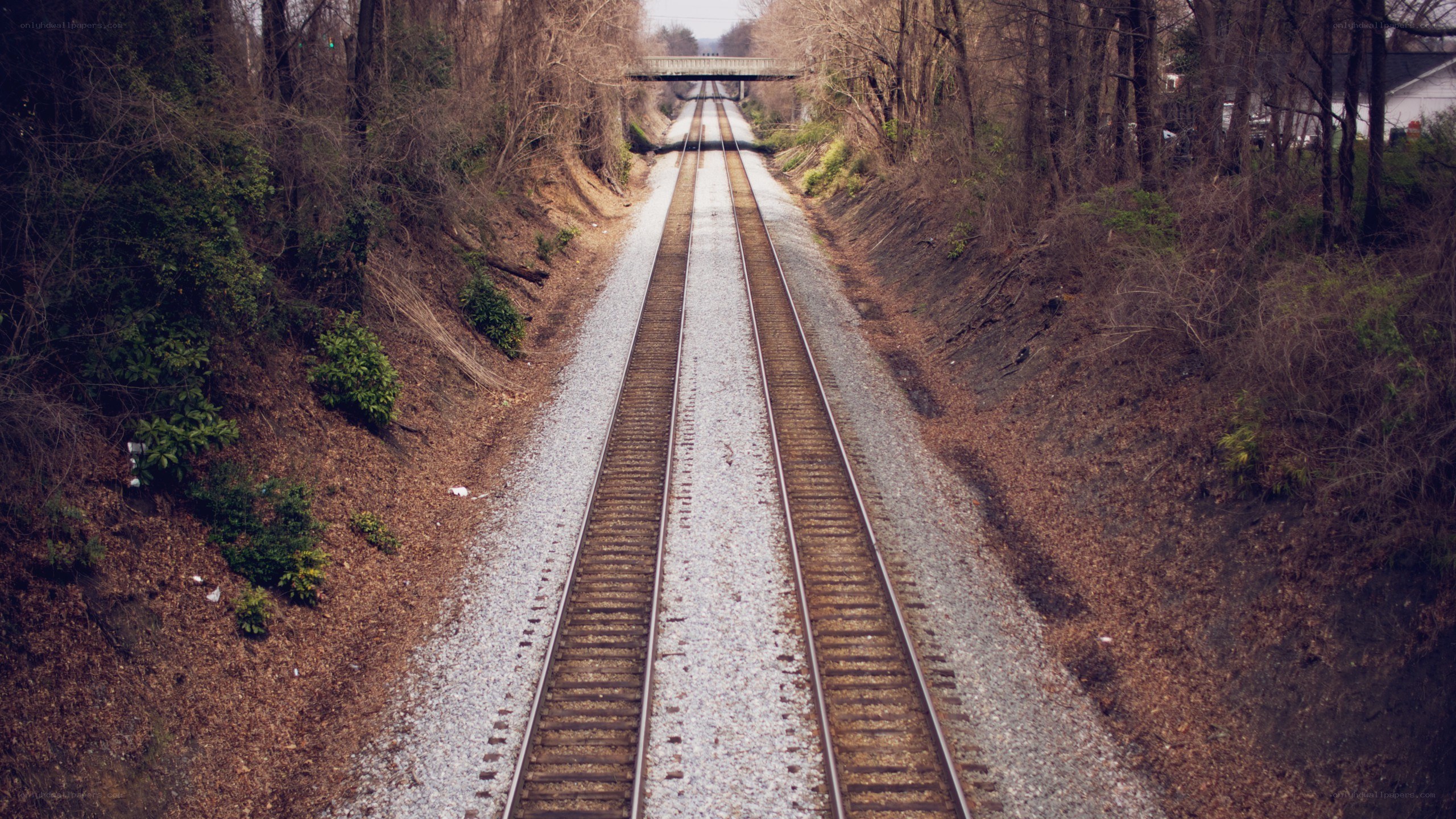 railroad tracks through wooded area