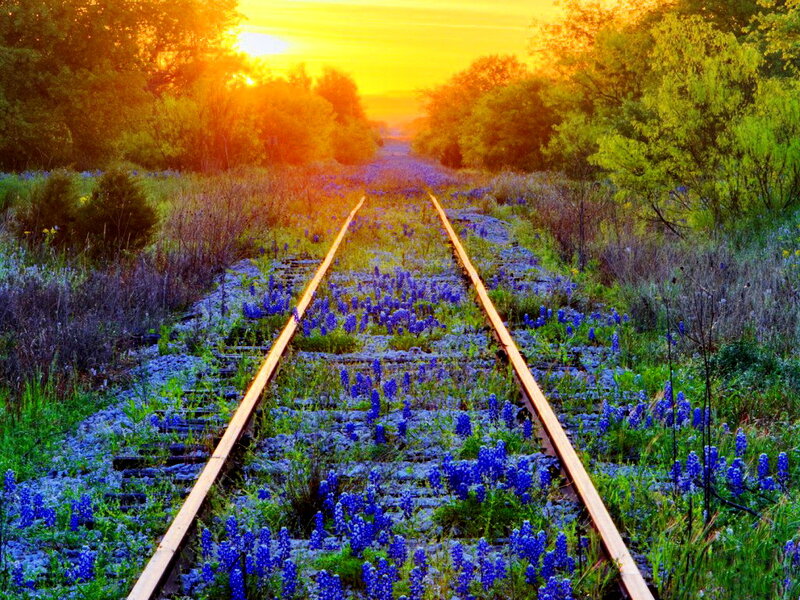 Railroad Tracks with Blue Flowers