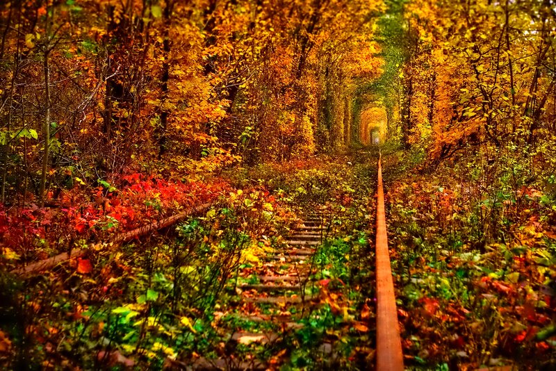 Railroad Tunnel in Forest