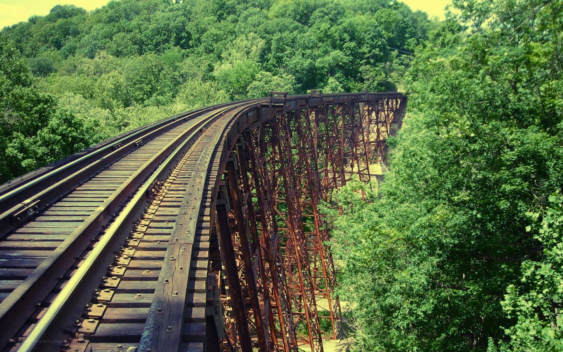 Railway bridge in forest