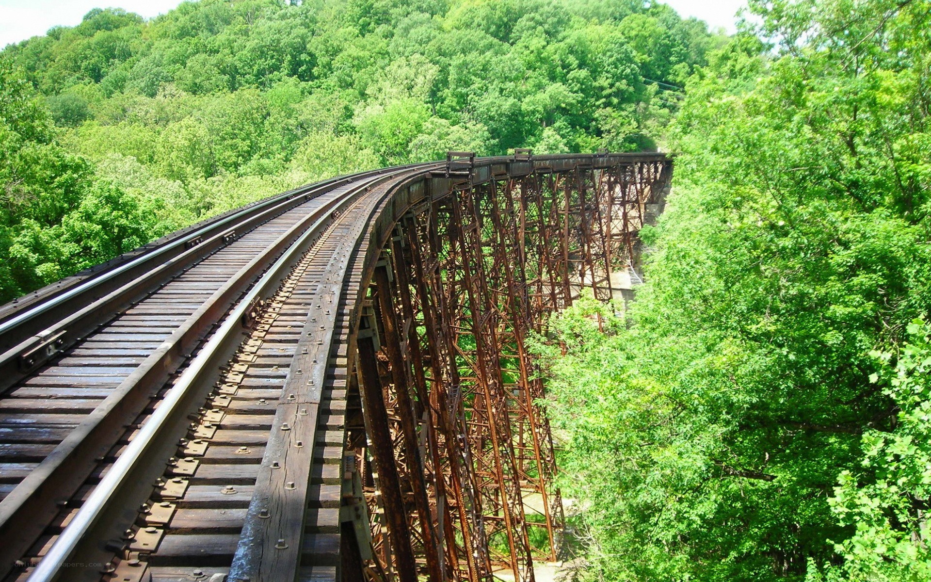 railway bridge in forest