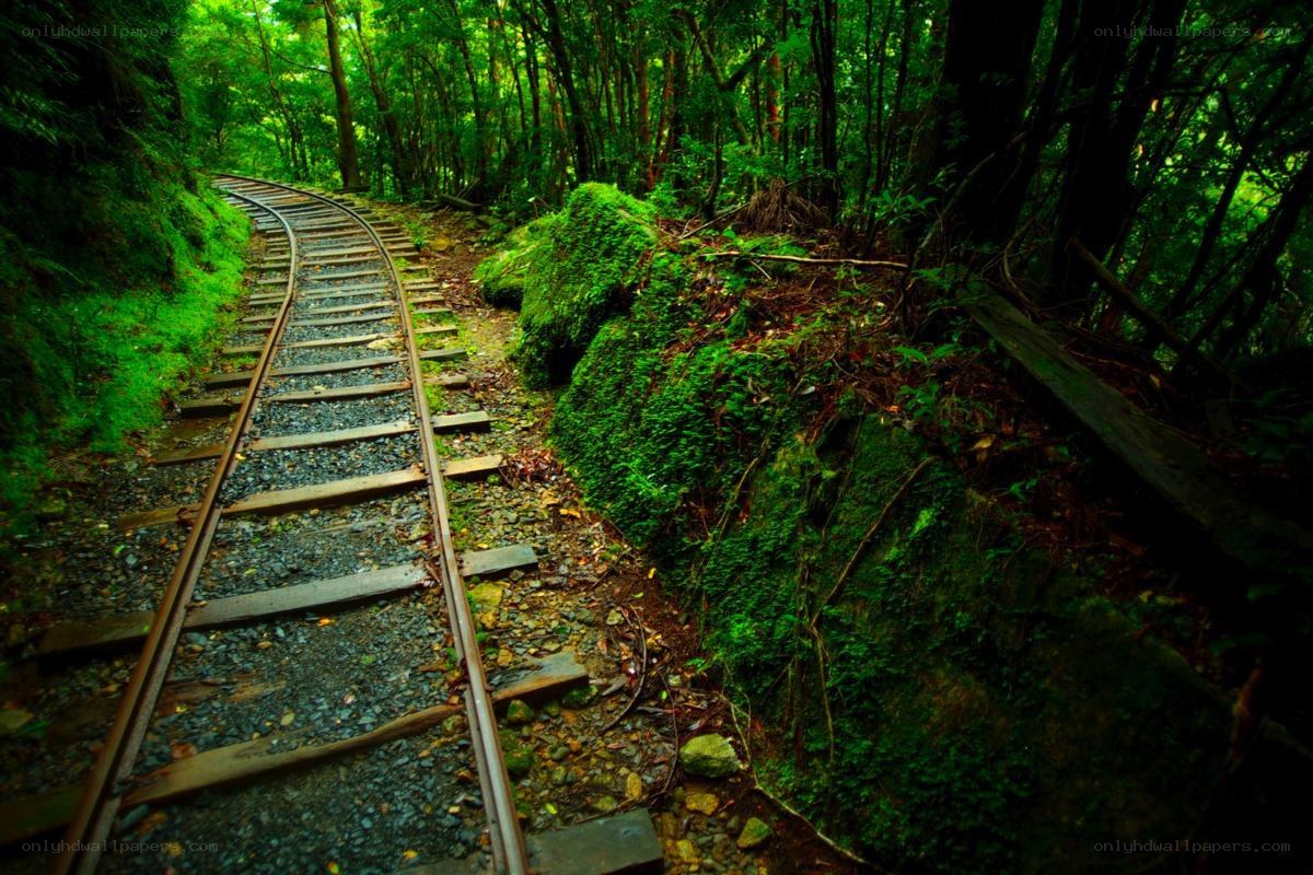 Railway in a lush forest