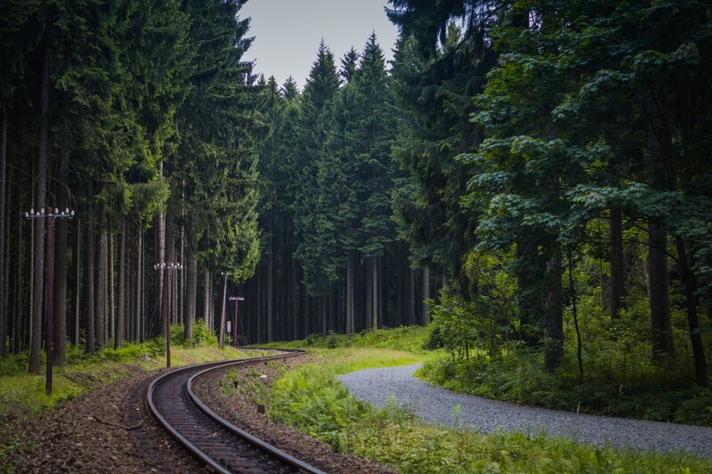 Railway through a dense forest