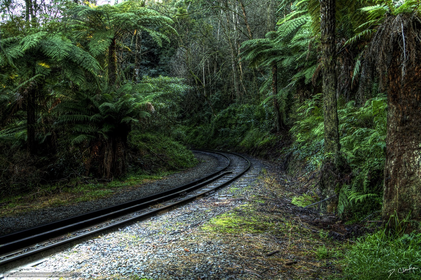 Railway through a fern forest