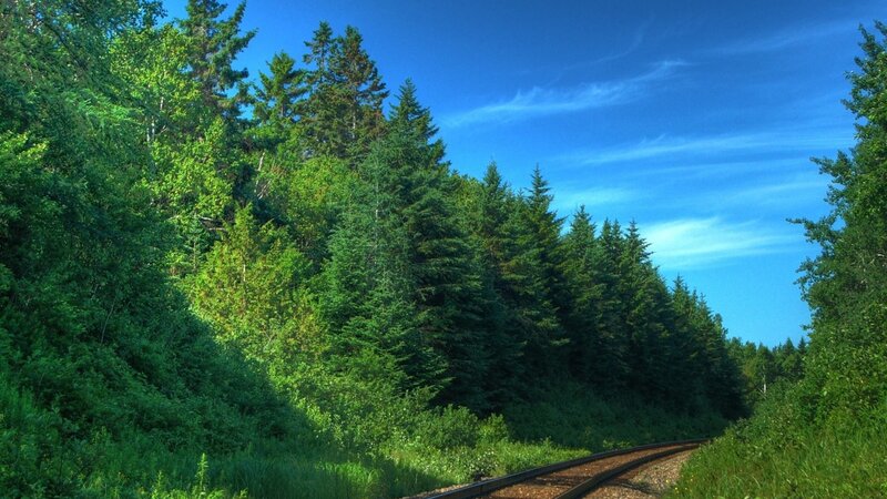 Railway through forest landscape