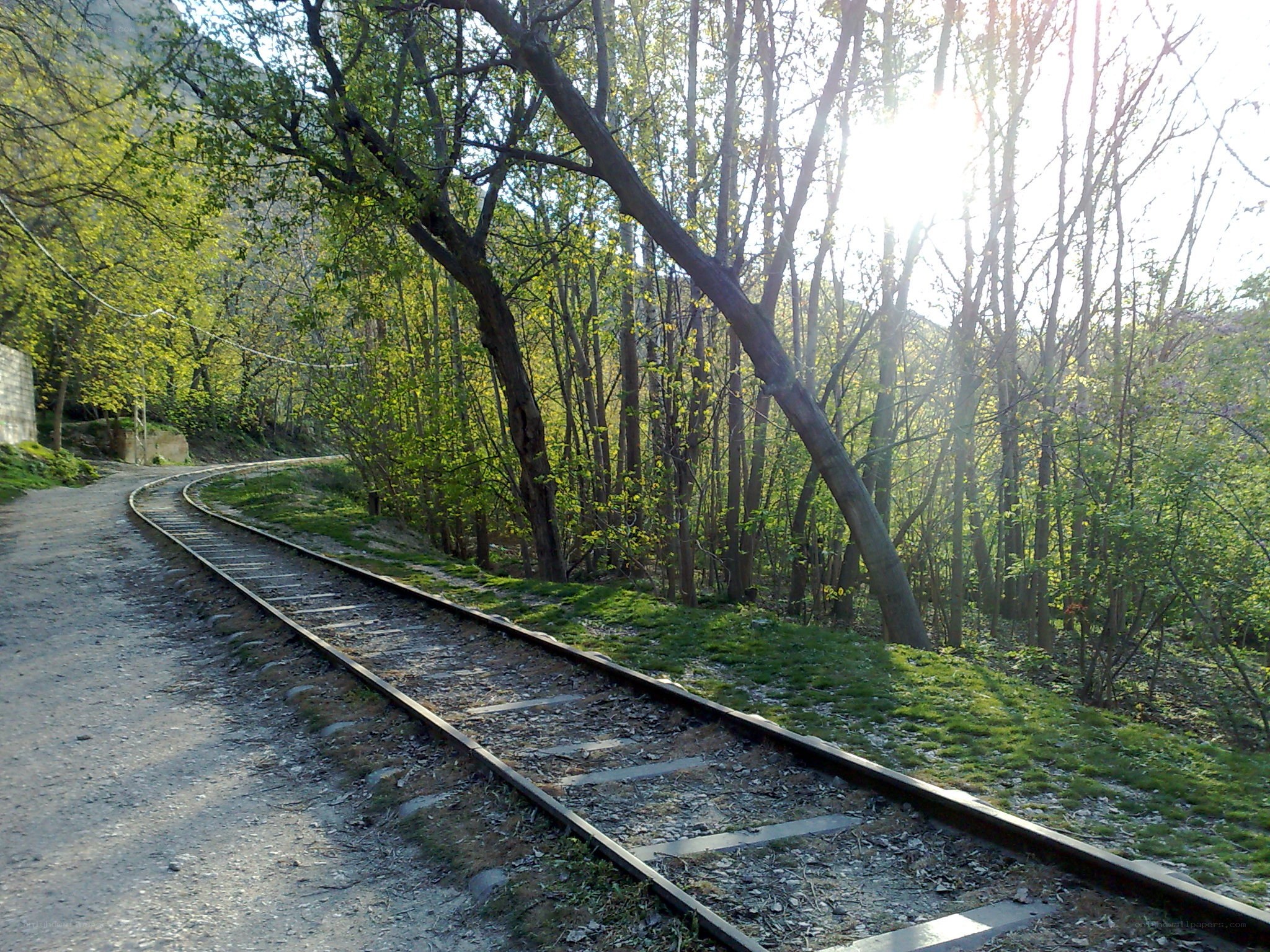 Railway track in a forest
