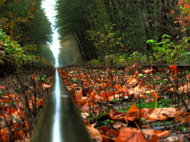 Railway Track in Forest — Orange