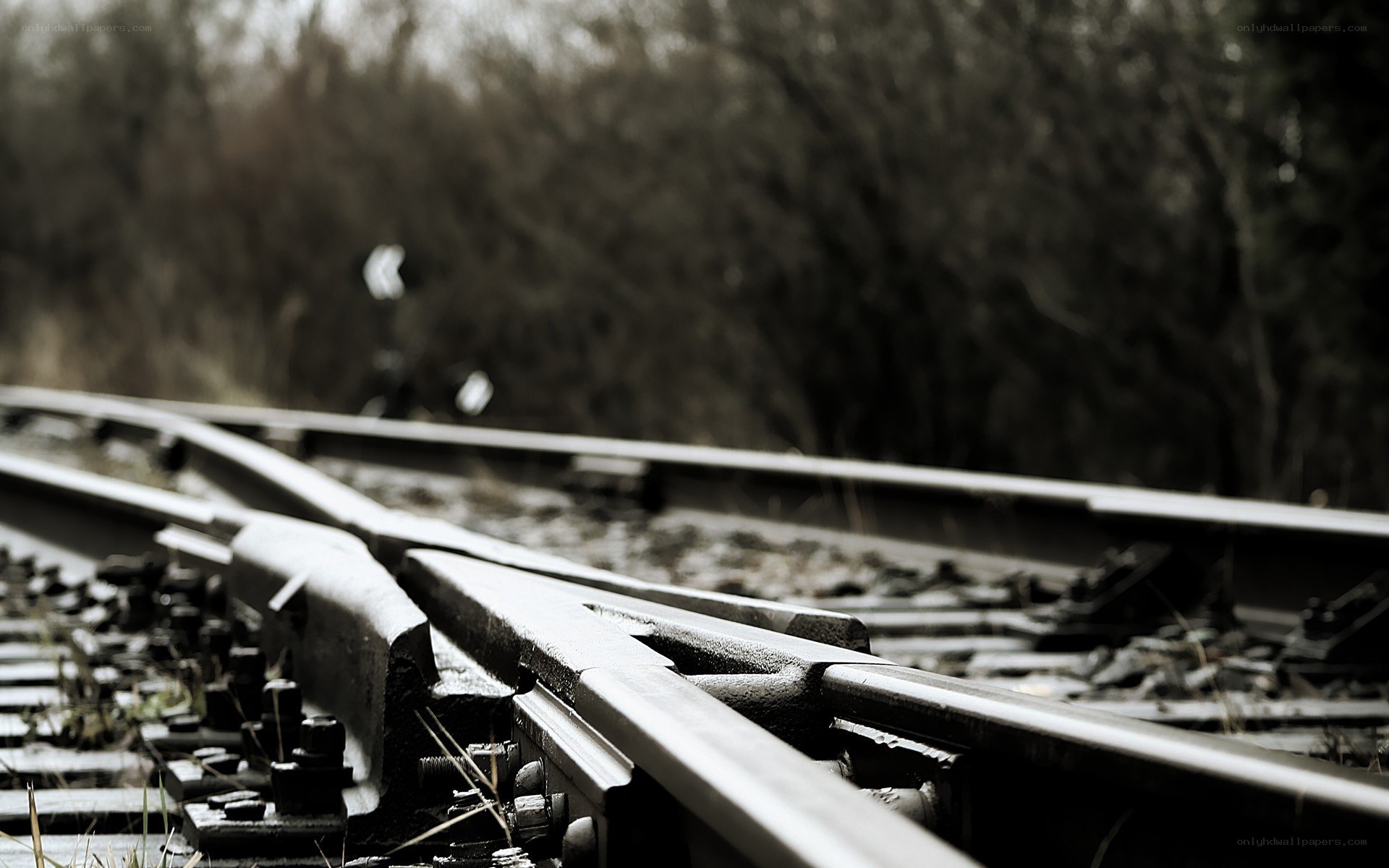 railway track junction in forest