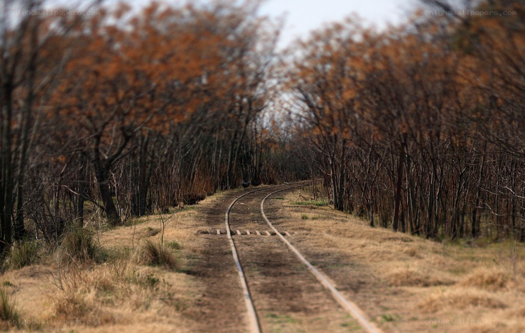 Railway track through autumn forest