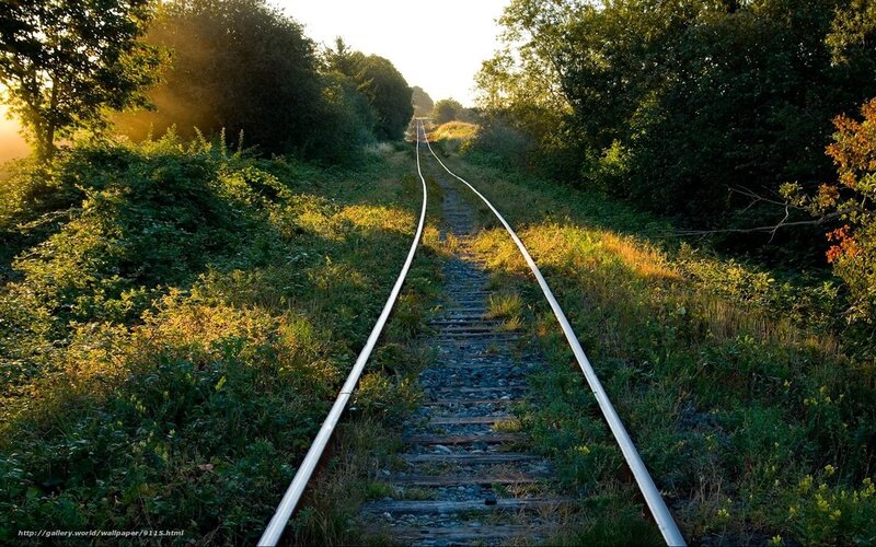 Railway track through forest