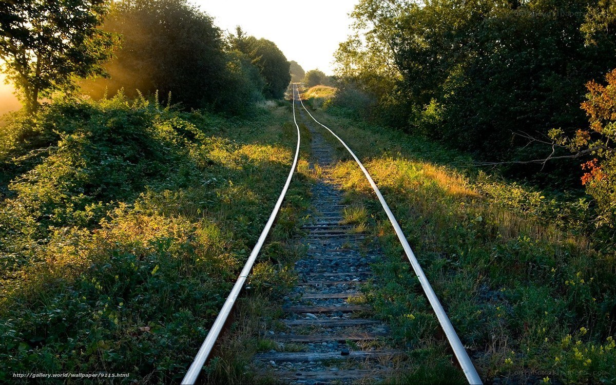 Railway track through forest