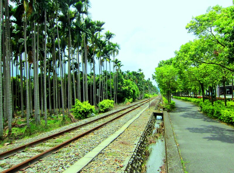 Railway Tracks and Palm Trees