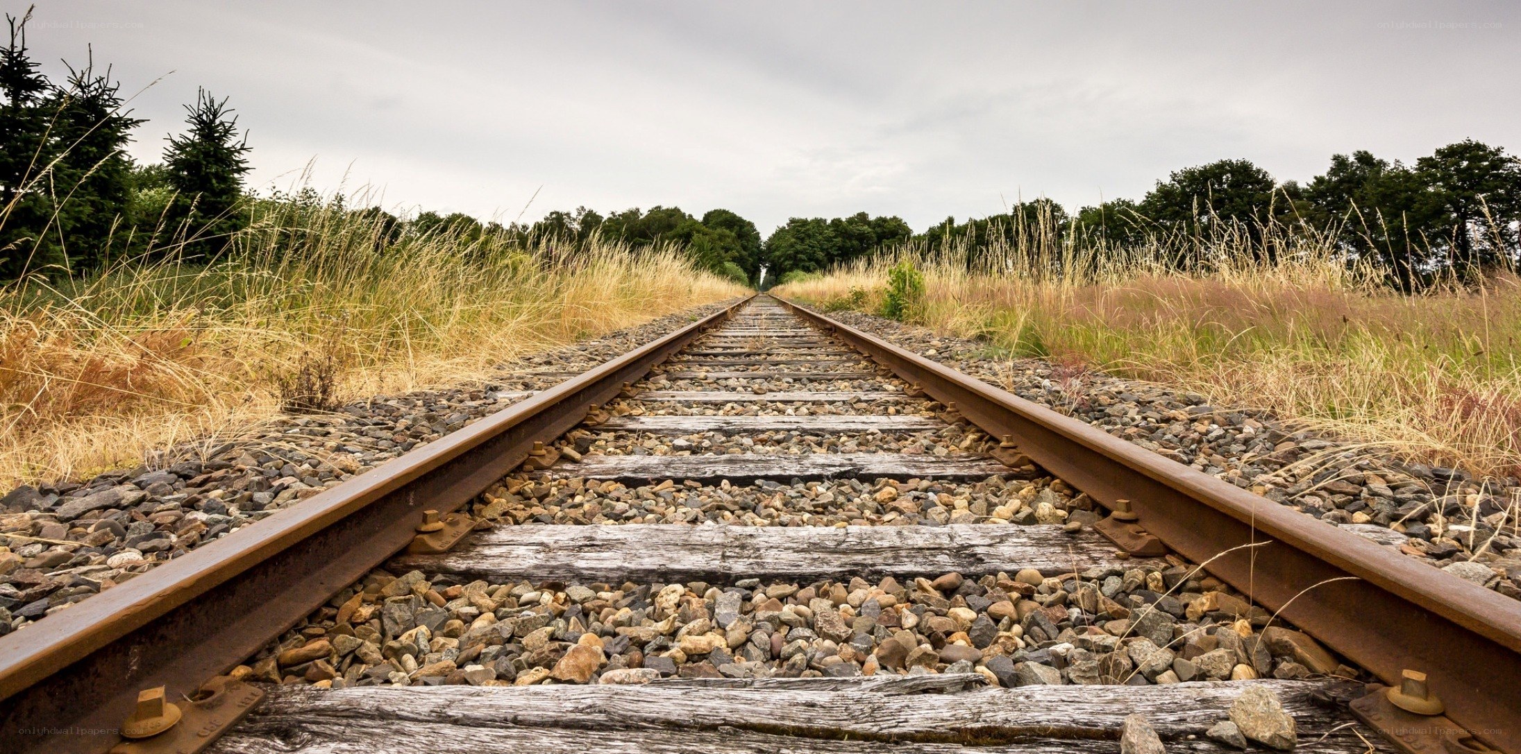 railway tracks in a field