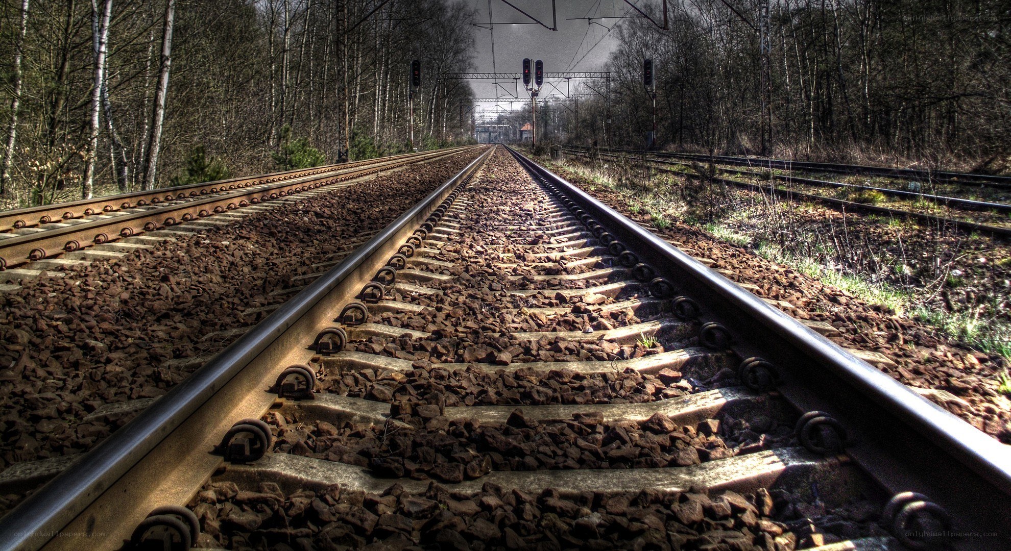 Railway tracks in a forest