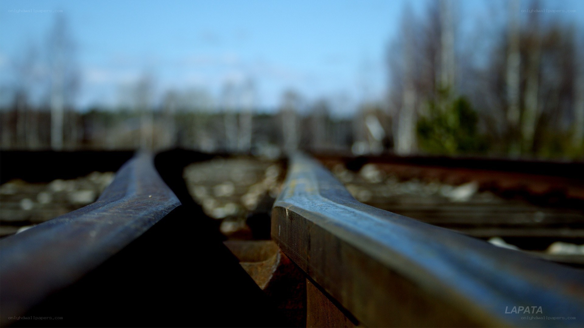 Railway tracks in a forest