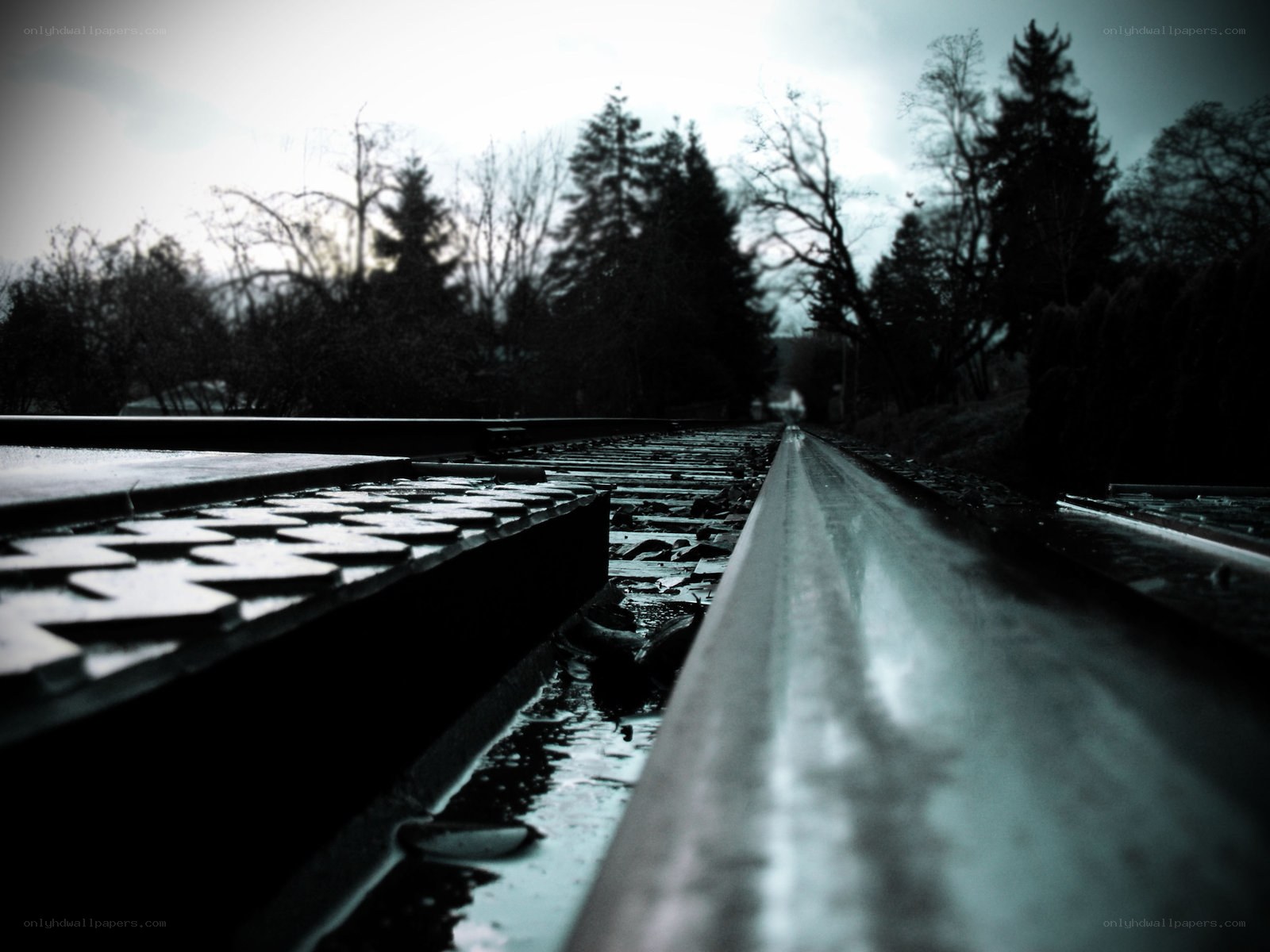 railway tracks in a forest
