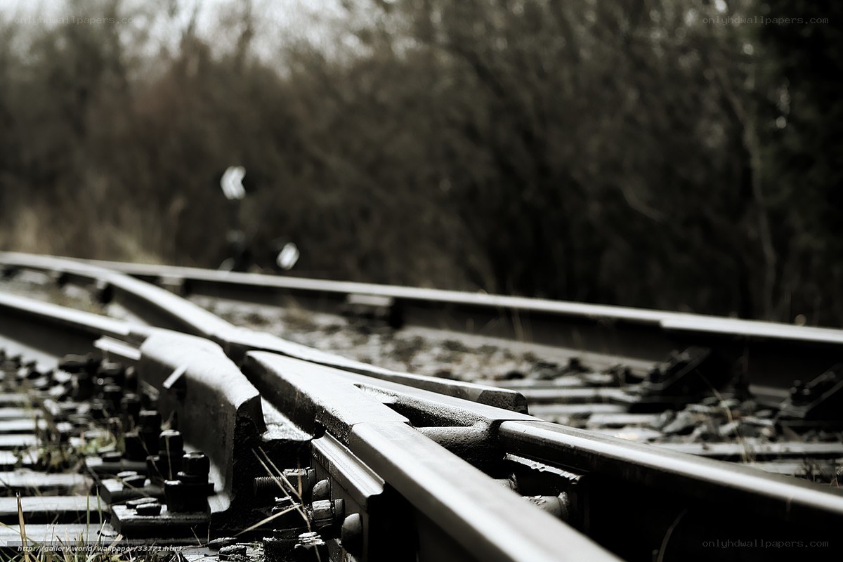 Railway tracks in a forest
