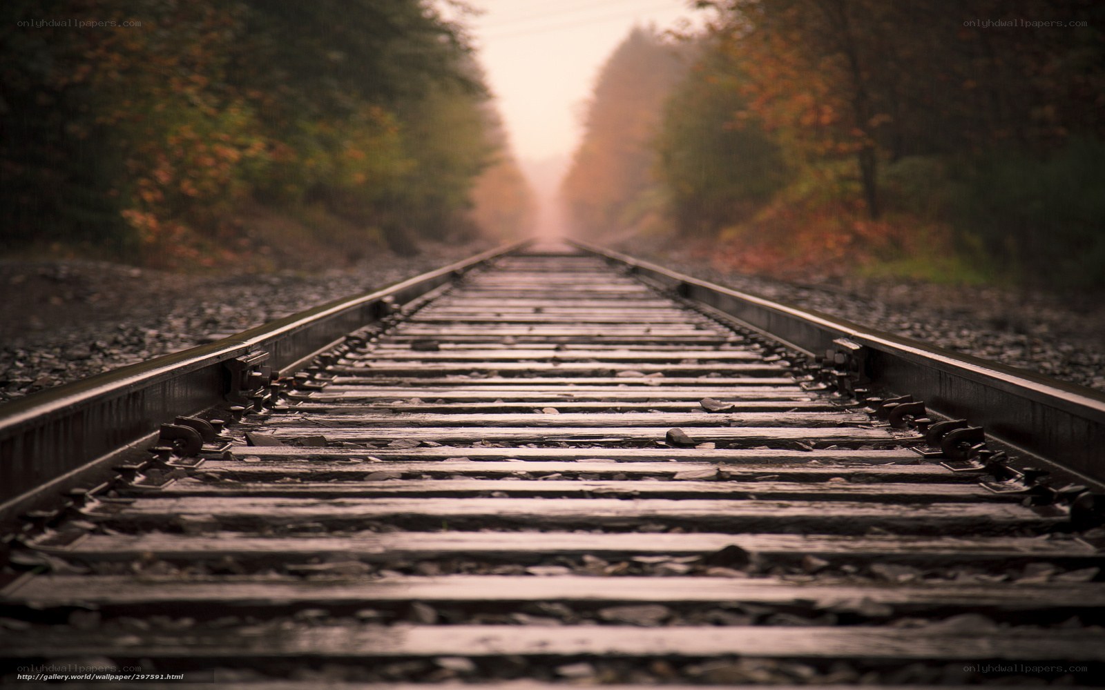 railway tracks in autumn forest