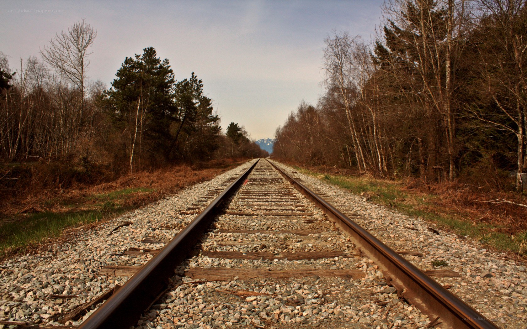 Railway tracks in forest
