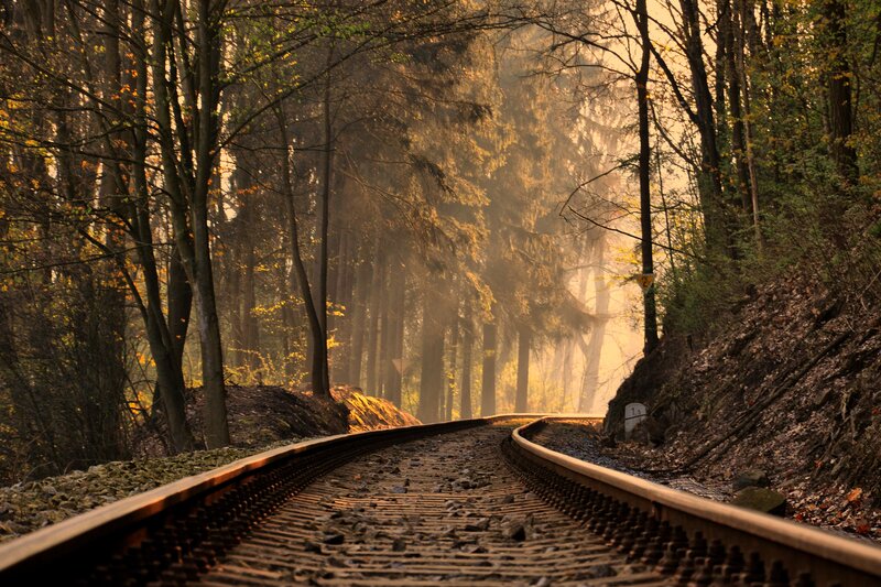 Railway Tracks in Forest — Brown, Serene
