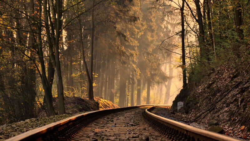 Railway Tracks in Forest — Brown