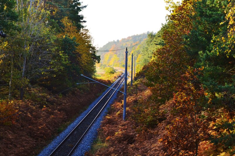 Railway Tracks in Forest — Green, Serene, Autumn, Photograph
