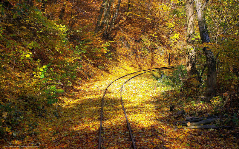 Railway Tracks in Forest — Yellow, Serene, Autumn, Photograph